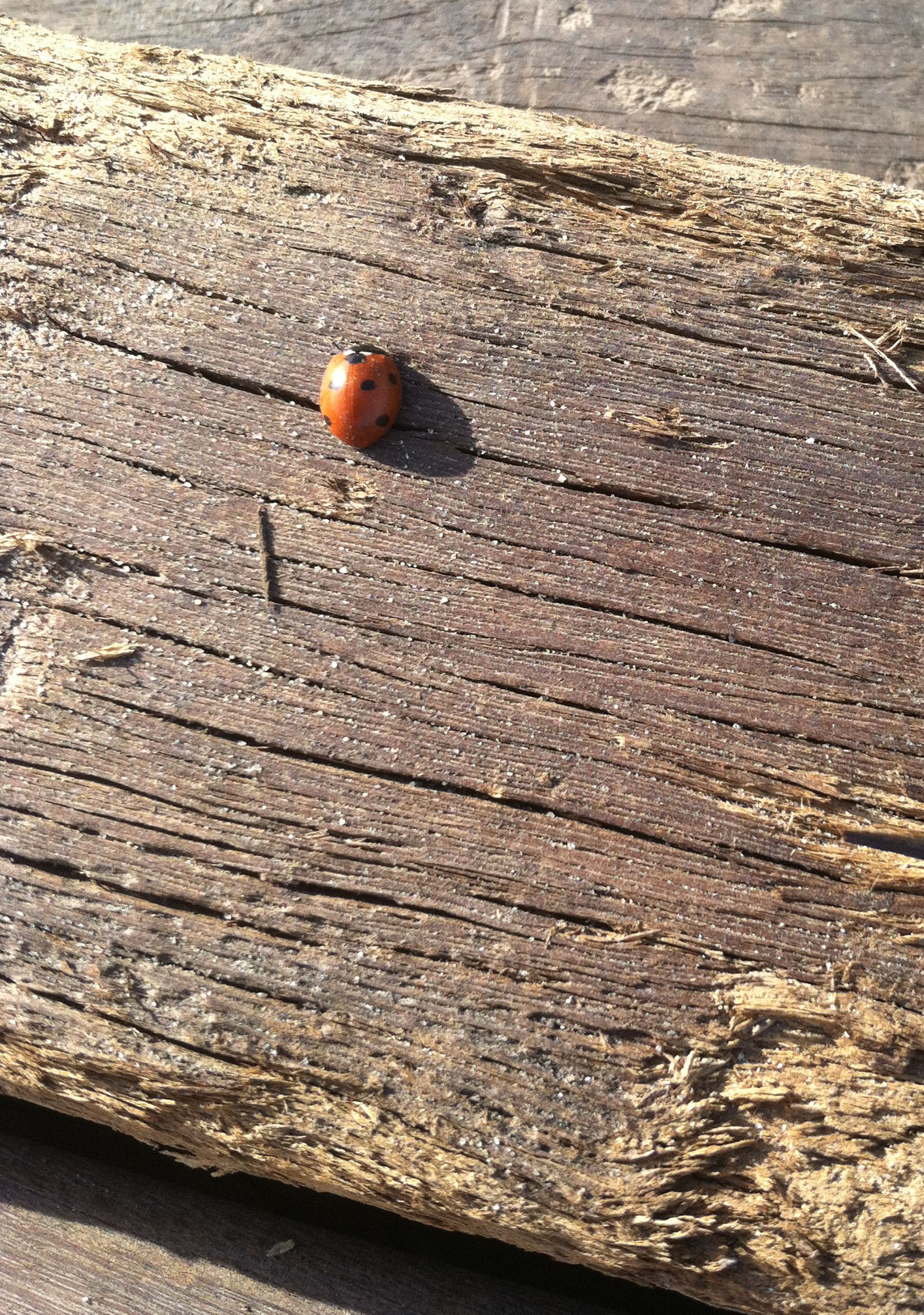 short_ladybug